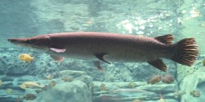 Amazon River Species River Plate Anglers