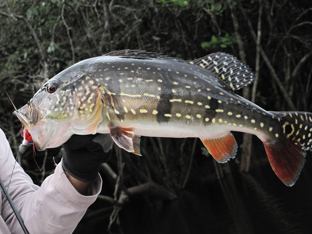 Amazon River Species River Plate Anglers