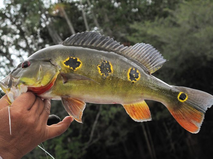 Amazon River Species - River Plate Anglers