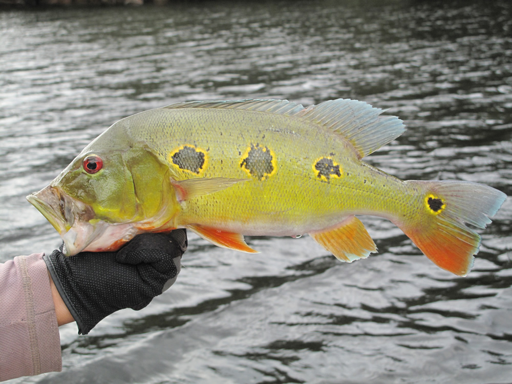 Amazon River Species River Plate Anglers