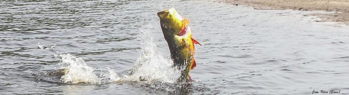 Peacock Bass Fishing In Brazil - 10 Things You Need To Know