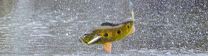 Any use top water frogs like this for peacock bass